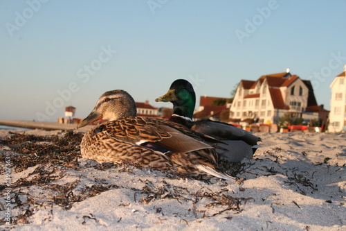 Enten