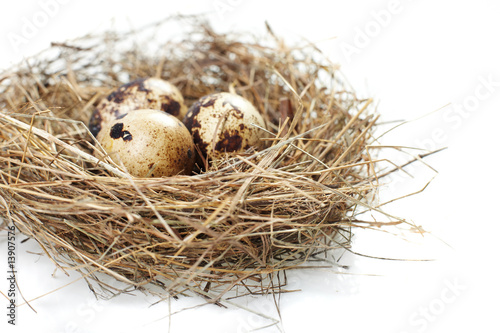 egg in a real nest