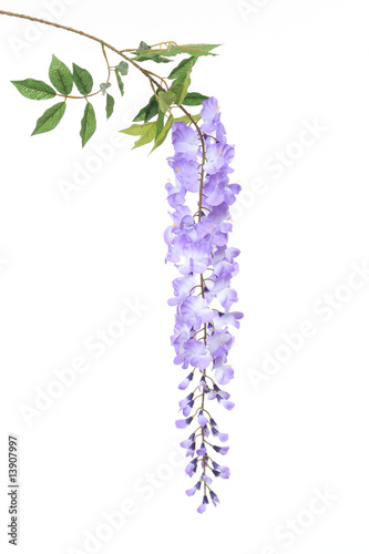 wisteria photo