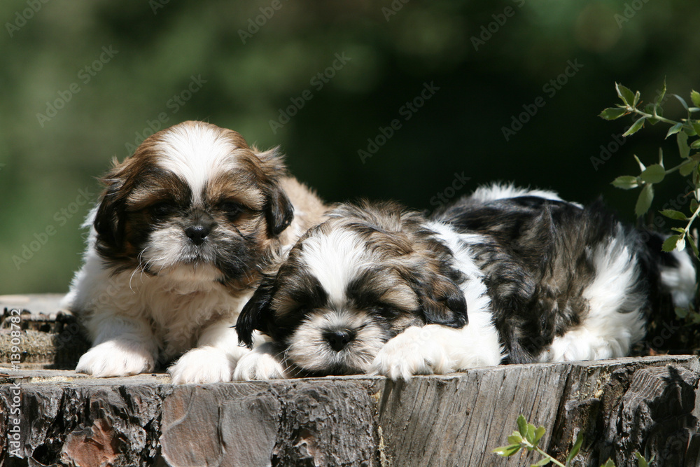deux petits chiots shih tzu couché côte à côte au soleil