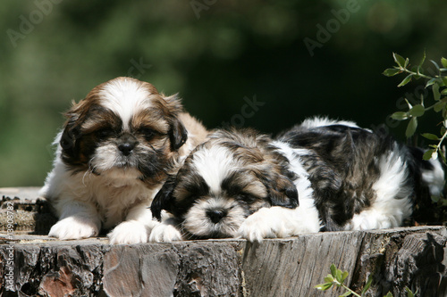 Obraz na płótnie deux petits chiots shih tzu couché côte à côte au soleil w salonie