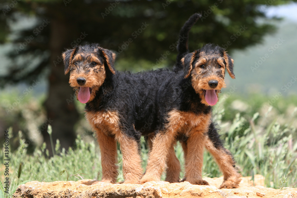 deux chiots airedale terrier noir et feu tête-bêche foto de Stock | Adobe  Stock