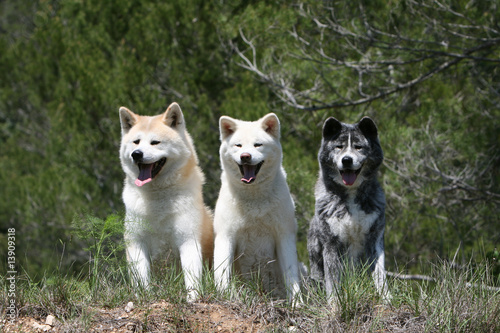 Obraz na płótnie famille de trois akita inu assis de face côts à côte w salonie
