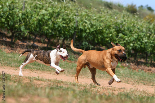 jeune amstaff bringé et blanc courant derrière son père