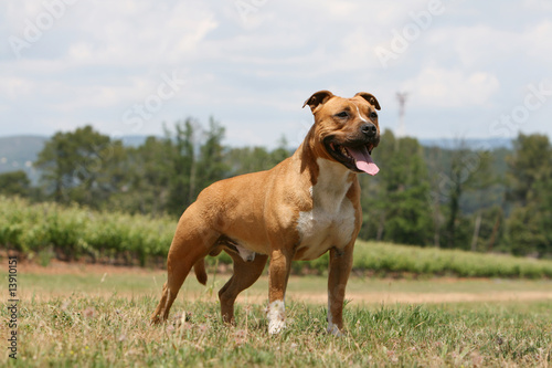 Obraz na płótnie american staffordshire terrier fauve et blanc tirant la langue w salonie