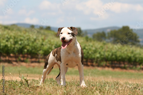 amstaff bringé et blanc en entier dehors en été tirant la langue photo