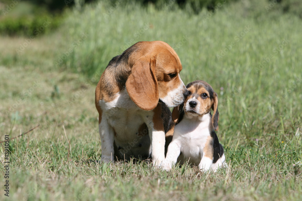tendresse d'une chienne beagle envers son petit