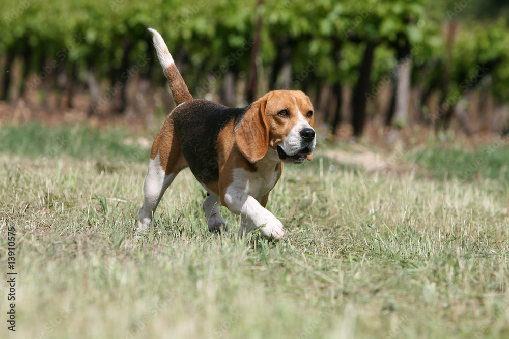beagle adulte marchant seul à la campagne d'un air décidé