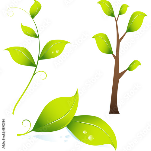 Sapling