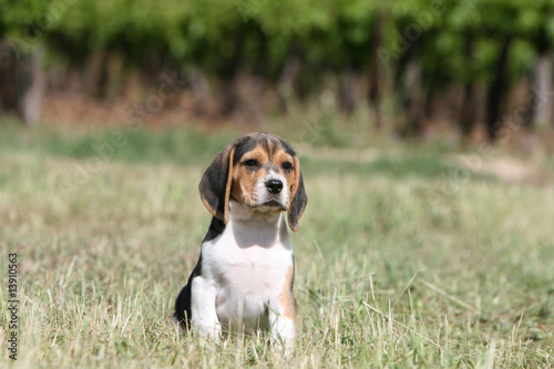 petit chiot beagle assis tout seul à la campagne