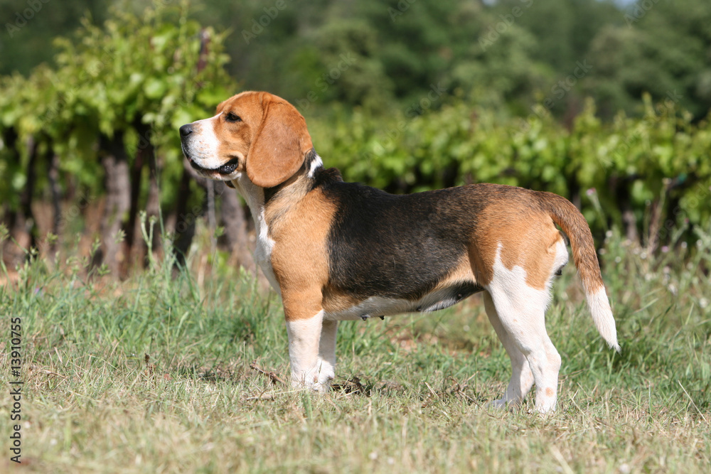 joli beagle tricolore de profil devant les vignobles