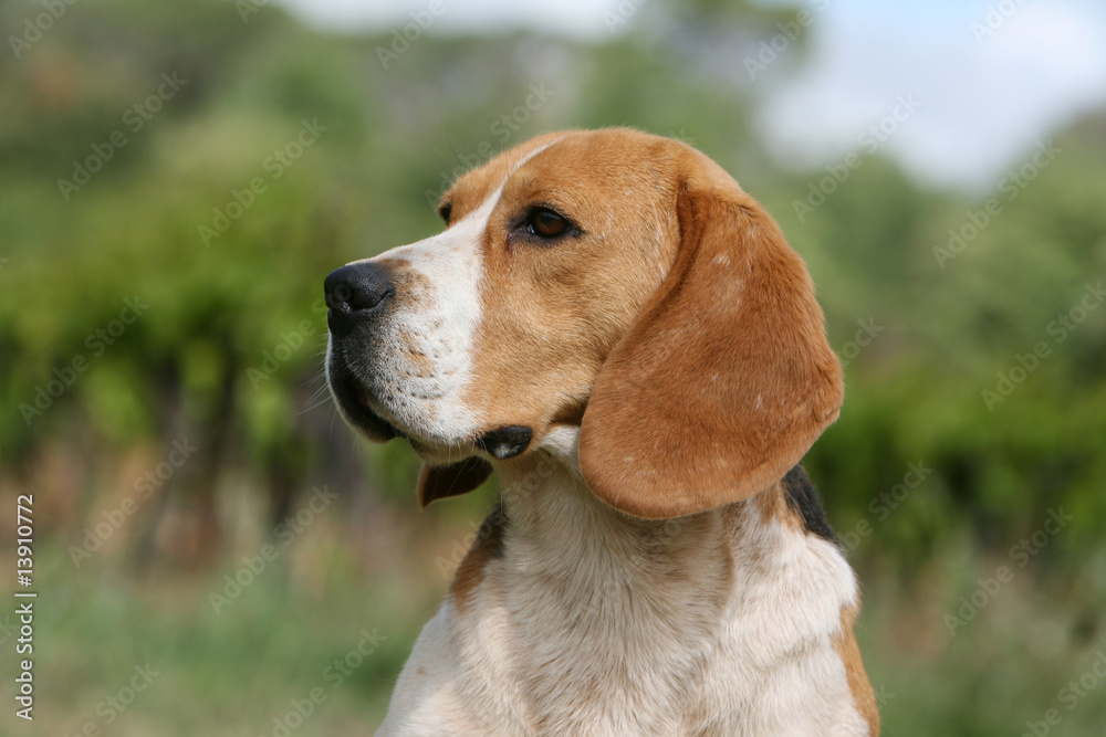 portrait serieux d'un beagle adulte de profil en gros plan