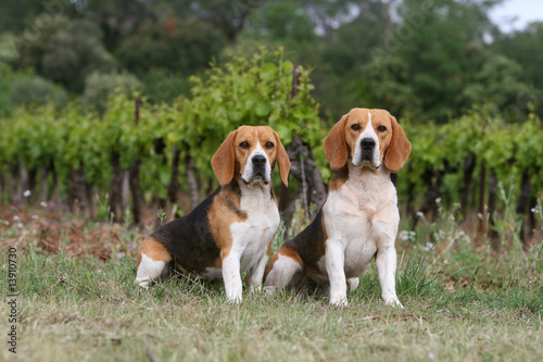 couple de beagles adultes assis devant un vignoble