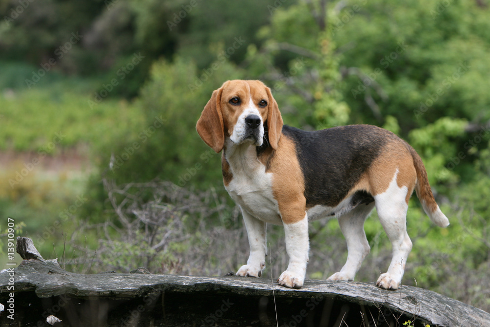 beagle tricolore adulte de profil à la campagne