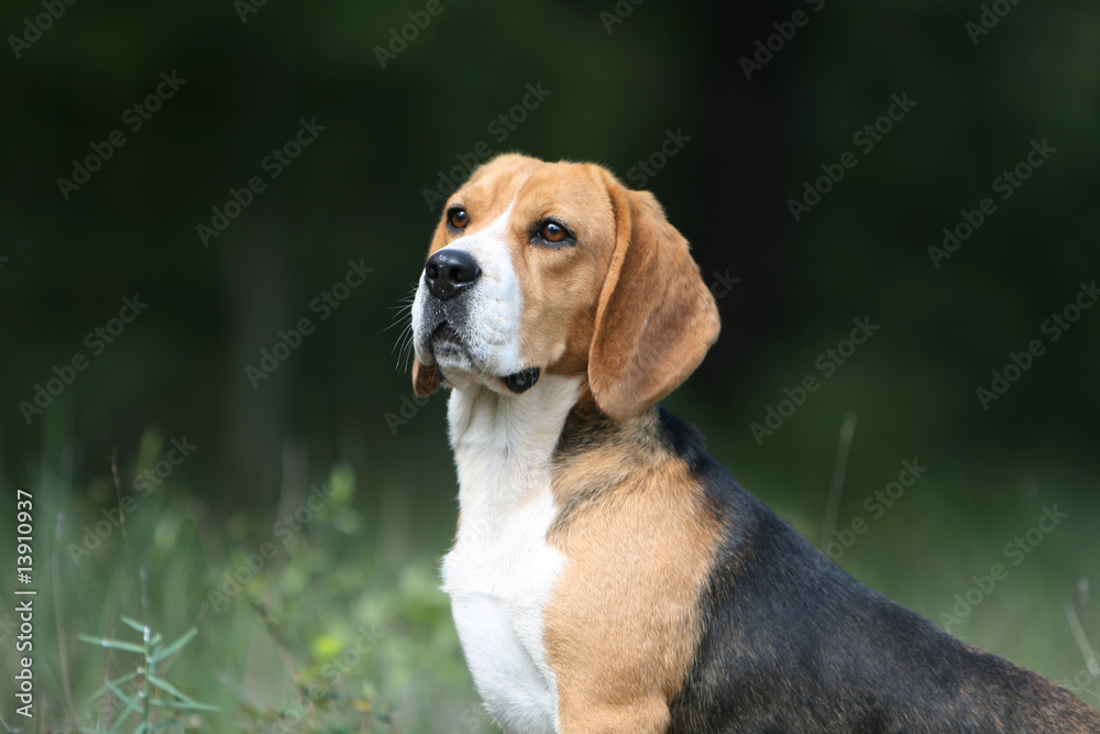 fier beagle adulte tricolore en portrait