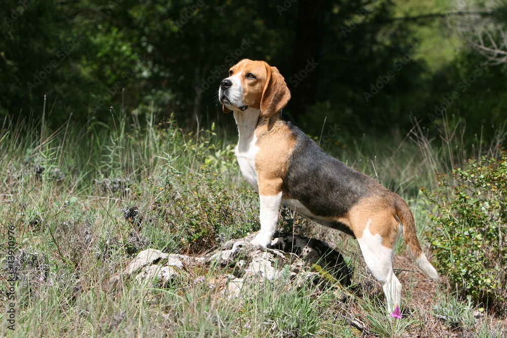 sentinelle beagle se grandissant juché sur ses pattes avant