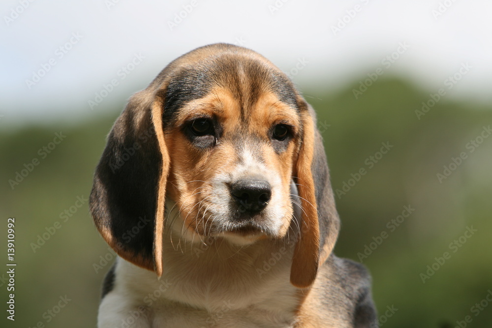 gros plan de la tête d'un adorable chiot beagle de face