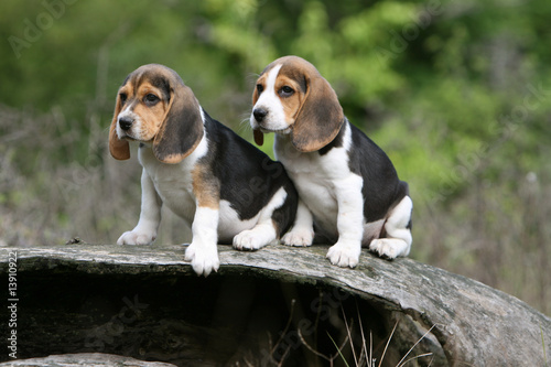 deux jolis chiots beagles assis l'air perplexe à l'exterieur photo