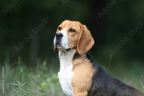 fier beagle adulte tricolore en portrait