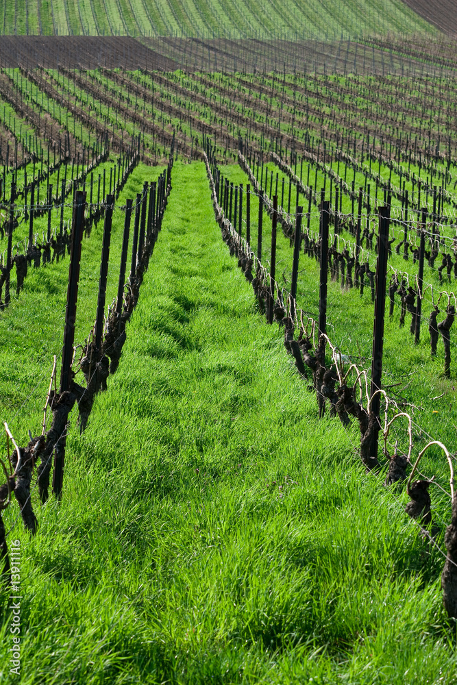 Fototapeta premium Vineyards in spring