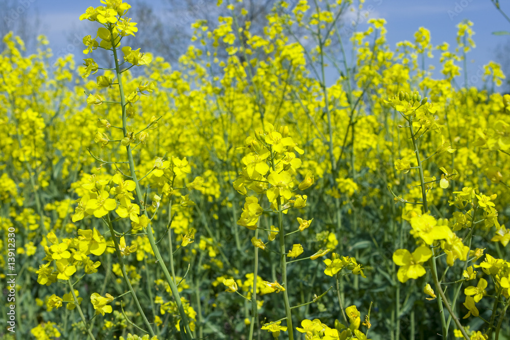 Rape Field Rape Field