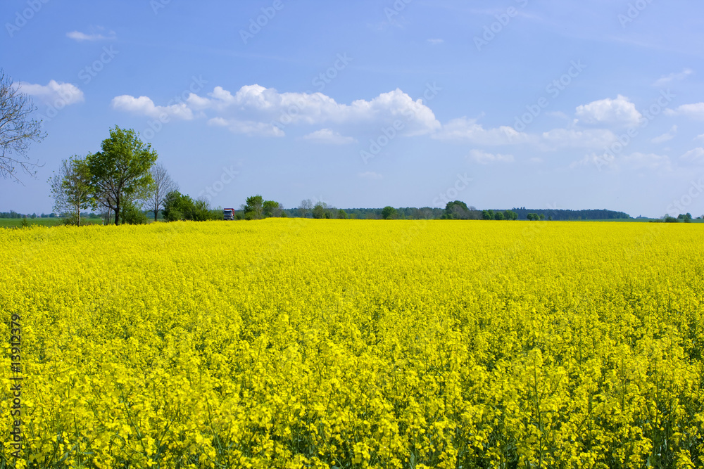 Rape Field