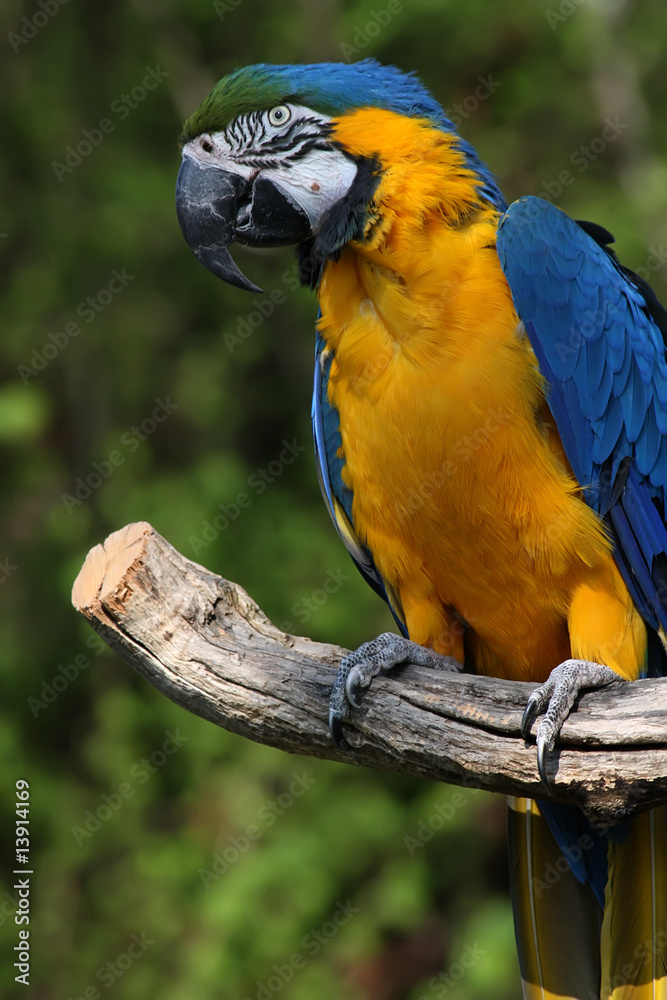 Fototapeta premium Blue and Yellow Macaw (Ara ararauna)