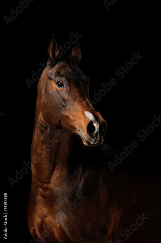 horse on the black background