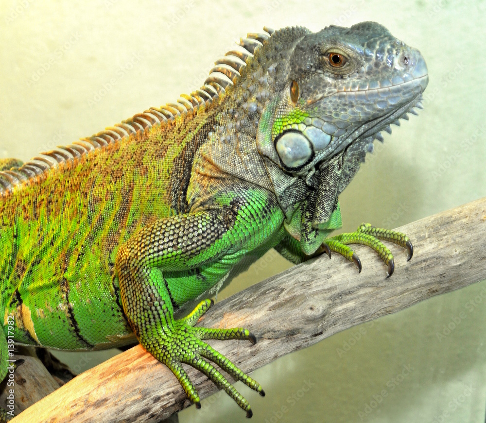 Fototapeta premium Leguan