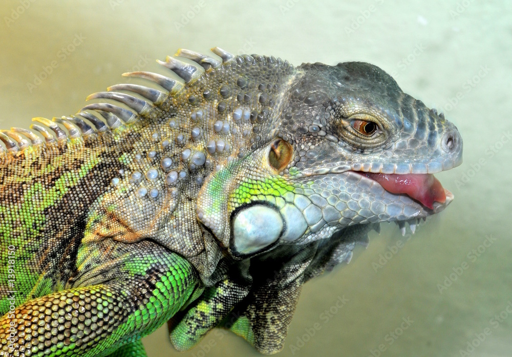 Fototapeta premium Leguan mit Zunge