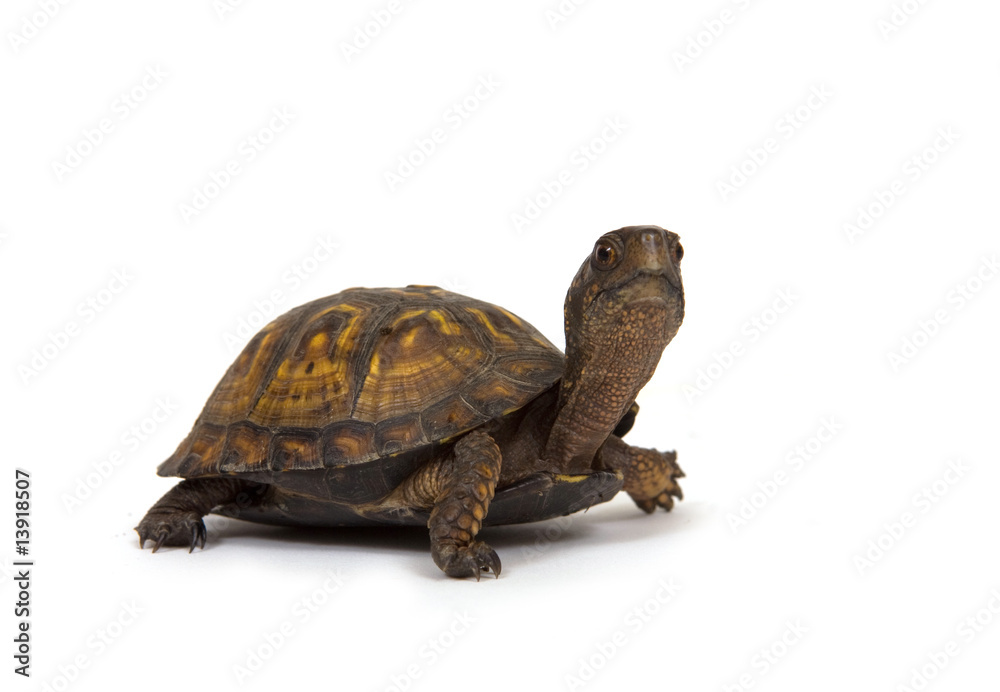 Obraz premium Box turtle on white background