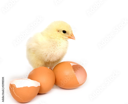 Baby chick and broken brown eggs