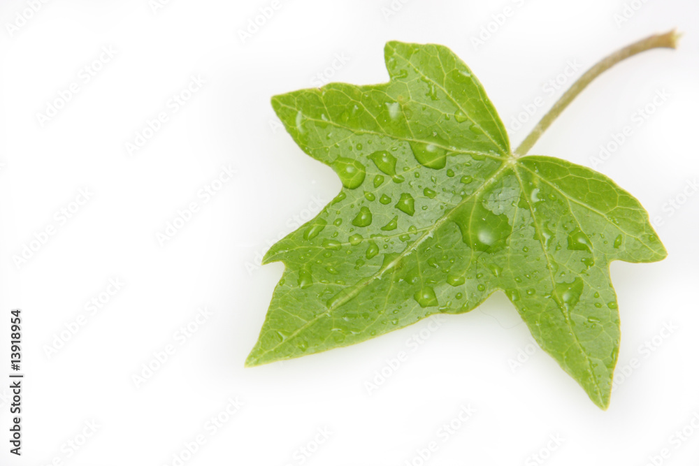 grünes blatt grünes blatt