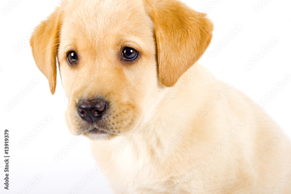 Puppy Labrador retriever