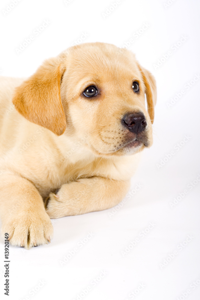 closeup of a Puppy Labrador retriever