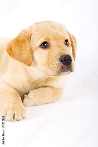 closeup of a Puppy Labrador retriever © Viorel Sima