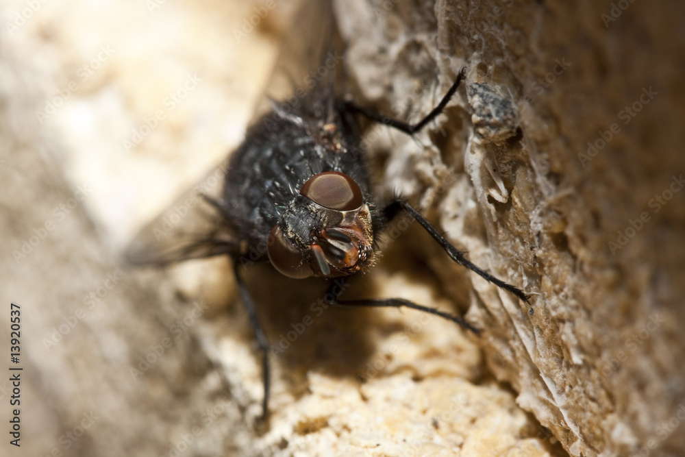 Fototapeta premium Mosca