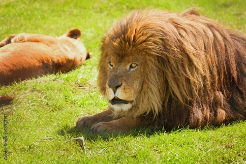 Fototapeta Naklejka Na Ścianę i Meble -  A lion and lioness