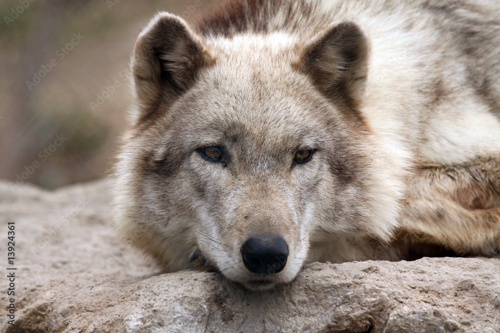 Tired Timber Wolf