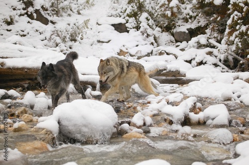 Wolves crossing a river