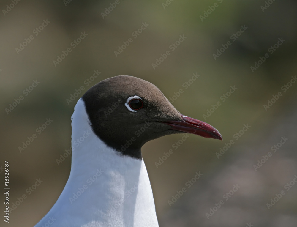 Fototapeta premium Black-headed Gull close-up