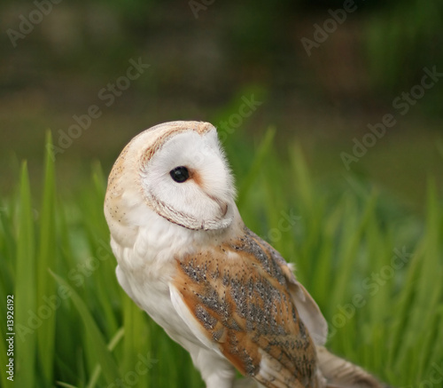 Barn Owl close-up