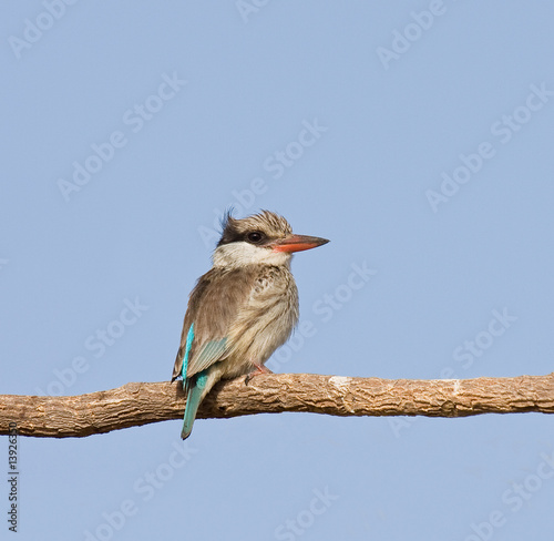 Canvas Print Striped Kingfisher in The Gambia