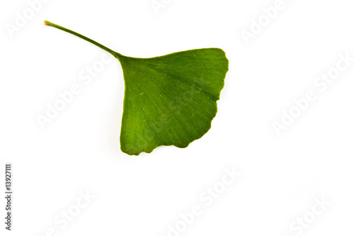 Ginkgo biloba leaves isolated on white background