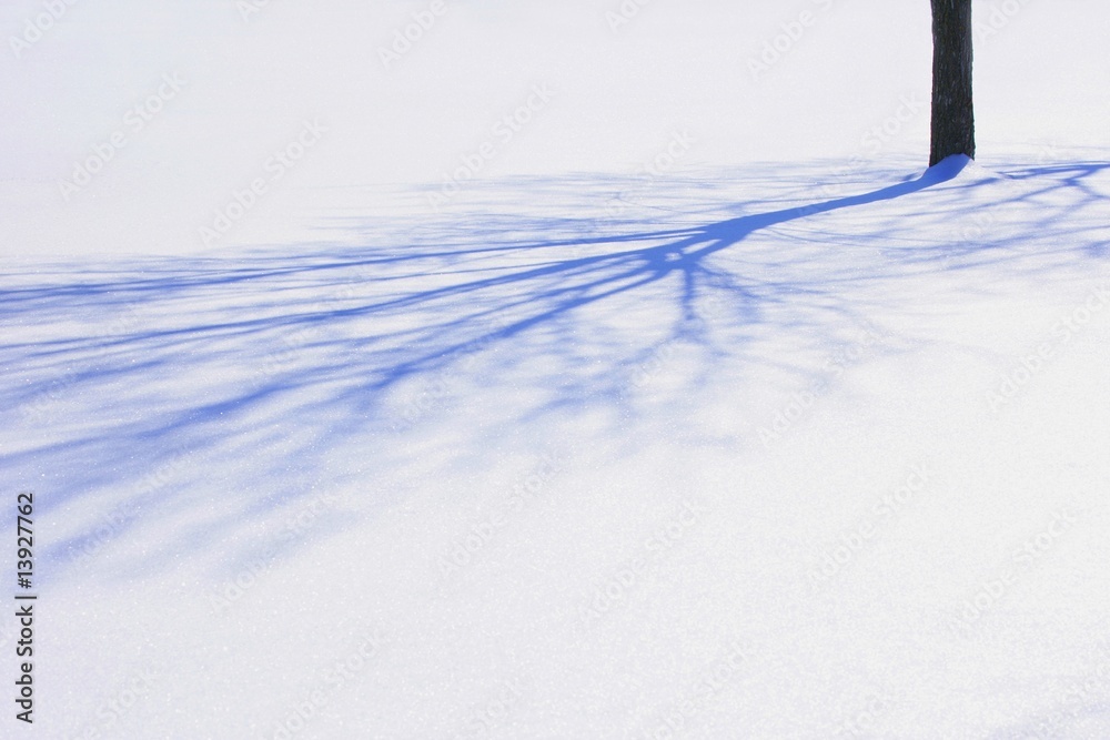 Obraz premium Tree shadow