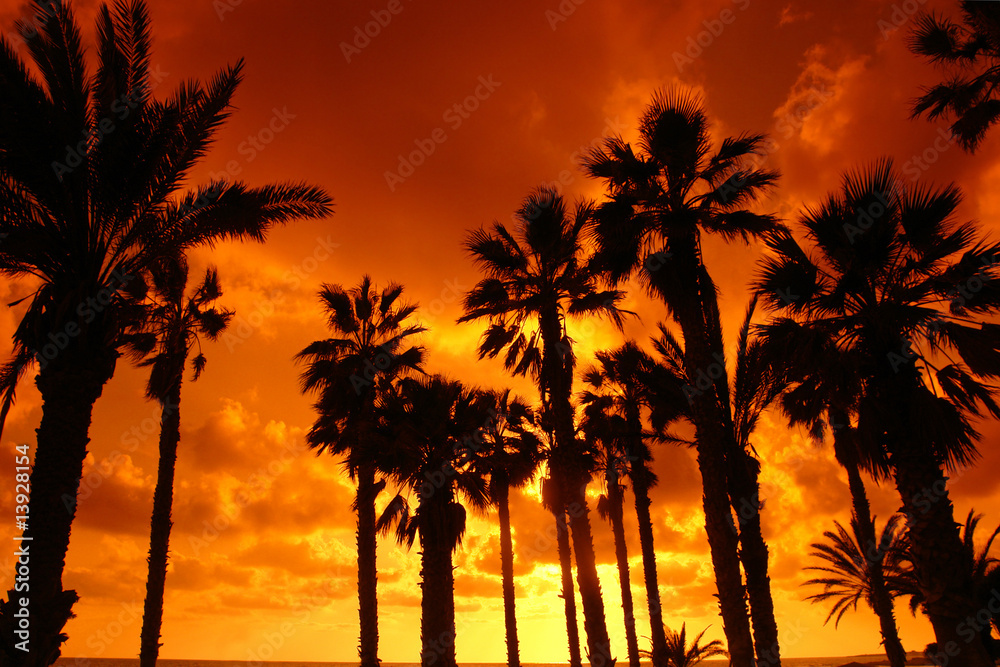 palmiers et coucher de soleil en méditerranée