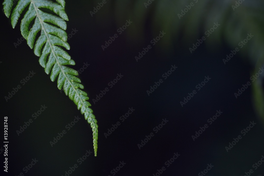 Tip of a fern frond