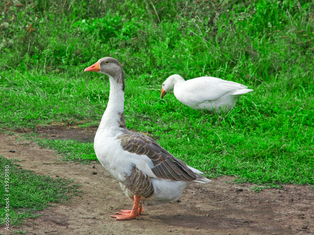 Two gooses Two gooses
