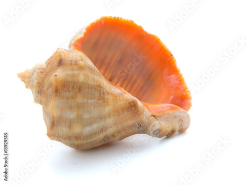 cockle-shell isolated on white