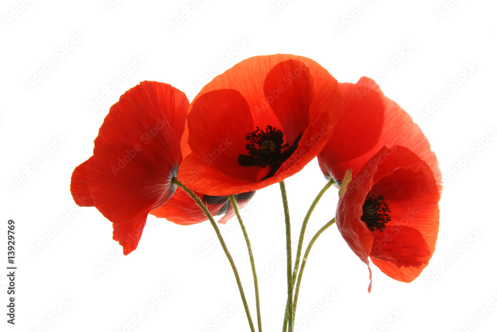 Fototapeta premium maki